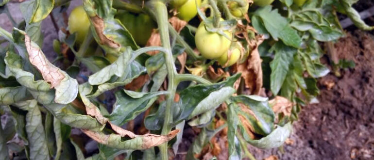 Листья томатов скручиваются внутрь лодочкой