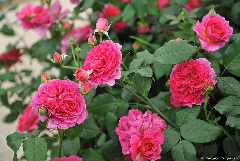 Роза Gabriel Oak