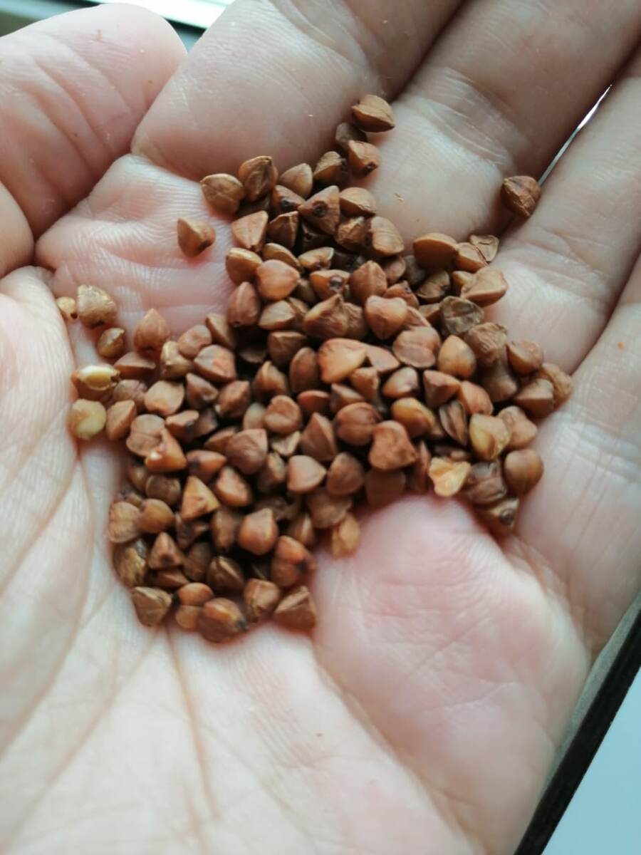 Гречневая крупа