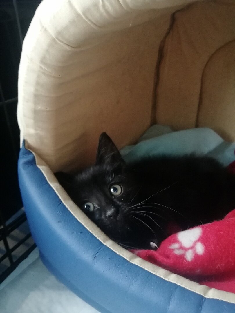 Котенок из Банды Дворян Тотошка