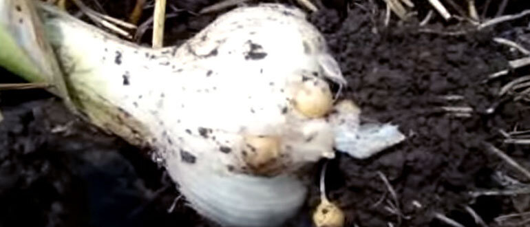 Рокамболь слоновий чеснок