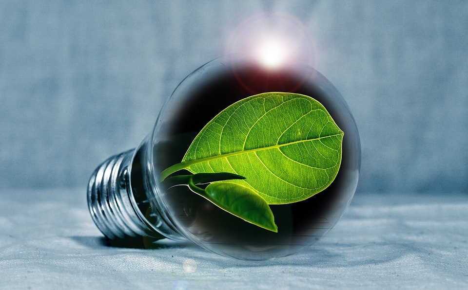 Источник: https://pixabay.com/photos/light-bulb-leaf-chlorophyll-green-2631864/