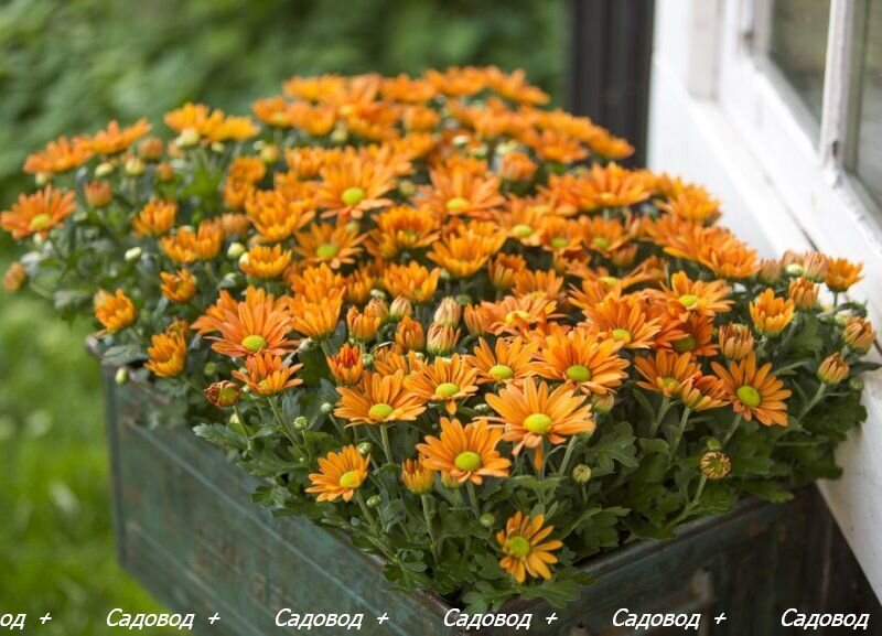 Хризантема индийская