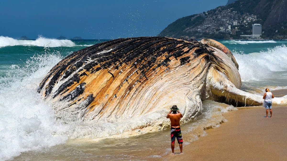 Самое большее море. Самые большие моря. Самые большие существа на планете. Самый большой в мире. Самая большая море.