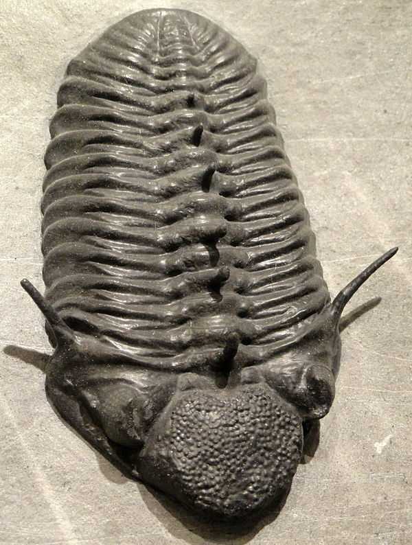 https://upload.wikimedia.org/wikipedia/commons/thumb/0/0d/Paciphacops_claviger%2C_Early_Devonian%2C_Wenban_Limestone%2C_Cortez_Range%2C_Nevada%2C_USA_-_Houston_Museum_of_Natural_Science_-_DSC01635.JPG/600px-Paciphacops_claviger%2C_Early_Devonian%2C_Wenban_Limestone%2C_Cortez_Range%2C_Nevada%2C_USA_-_Houston_Museum_of_Natural_Science_-_DSC01635.JPG