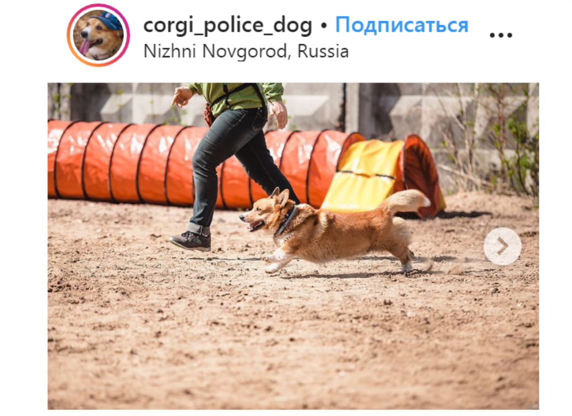                                                         https://www.instagram.com/corgi_police_dog/