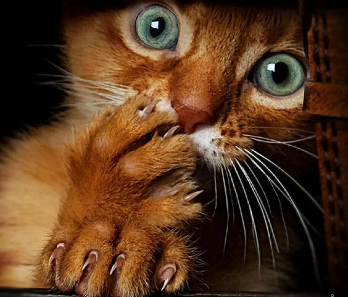 "Что-что вы хотите отрезать?!"