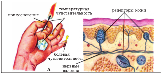 Схема строения органа осязания кожа. Осязательные рецепторы кожи. Осязательные рецепторы кожного анализатора. Осязание схема кожи рецепторы осязательные терморецепторы болевые.