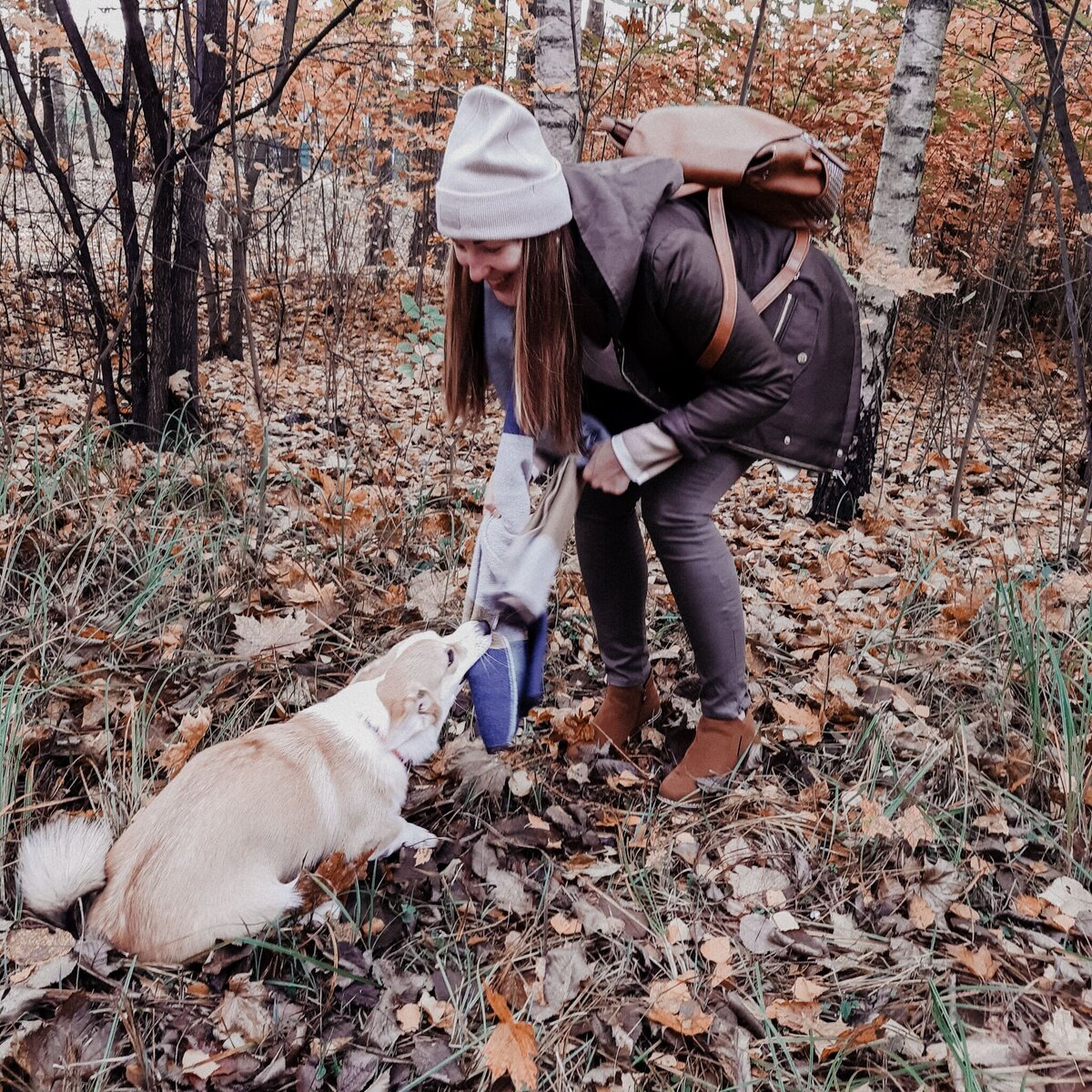 Корги опять хулиганит