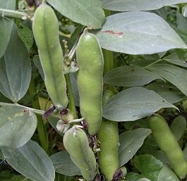 Бобы русские "Великан"