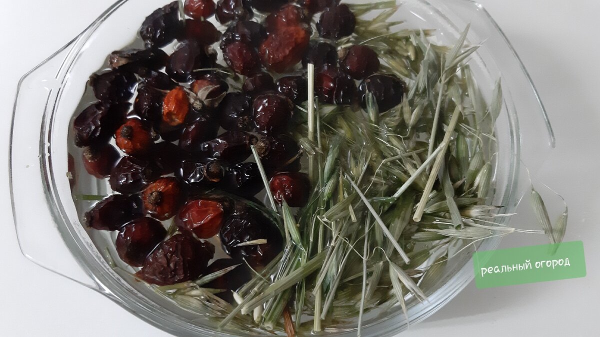 Овес зеленой спелости + шиповник. Фото автора.