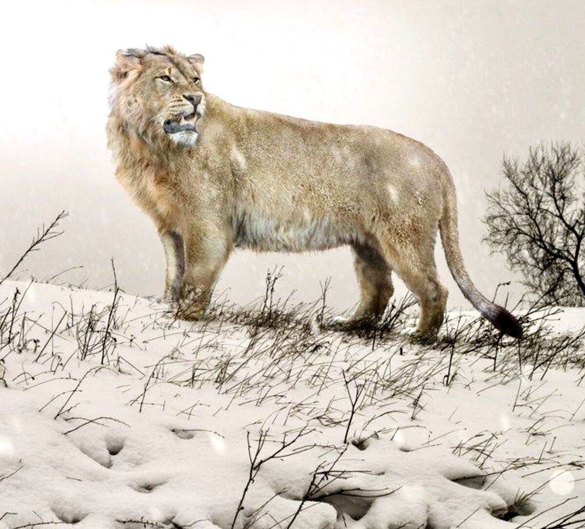 Пещерный лев