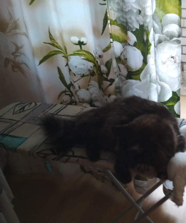 Ну и котики. куда ж без них ))