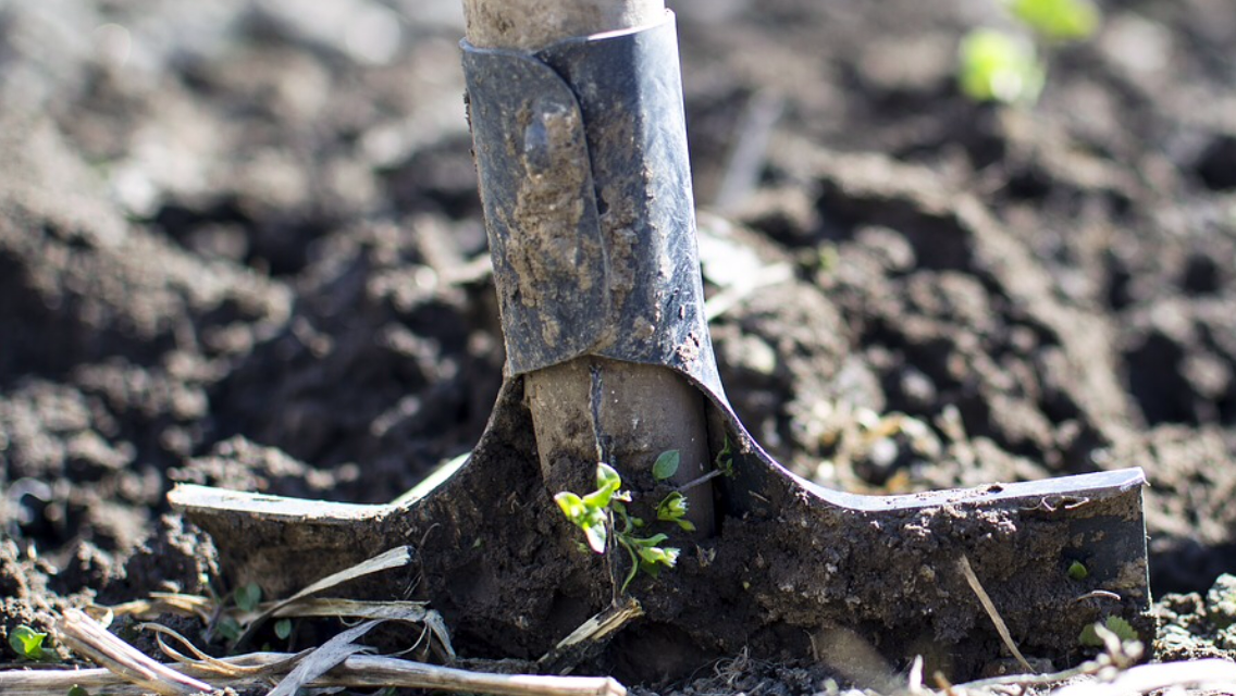 Лопатой работаю, когда сооружаю новые огороженные грядки