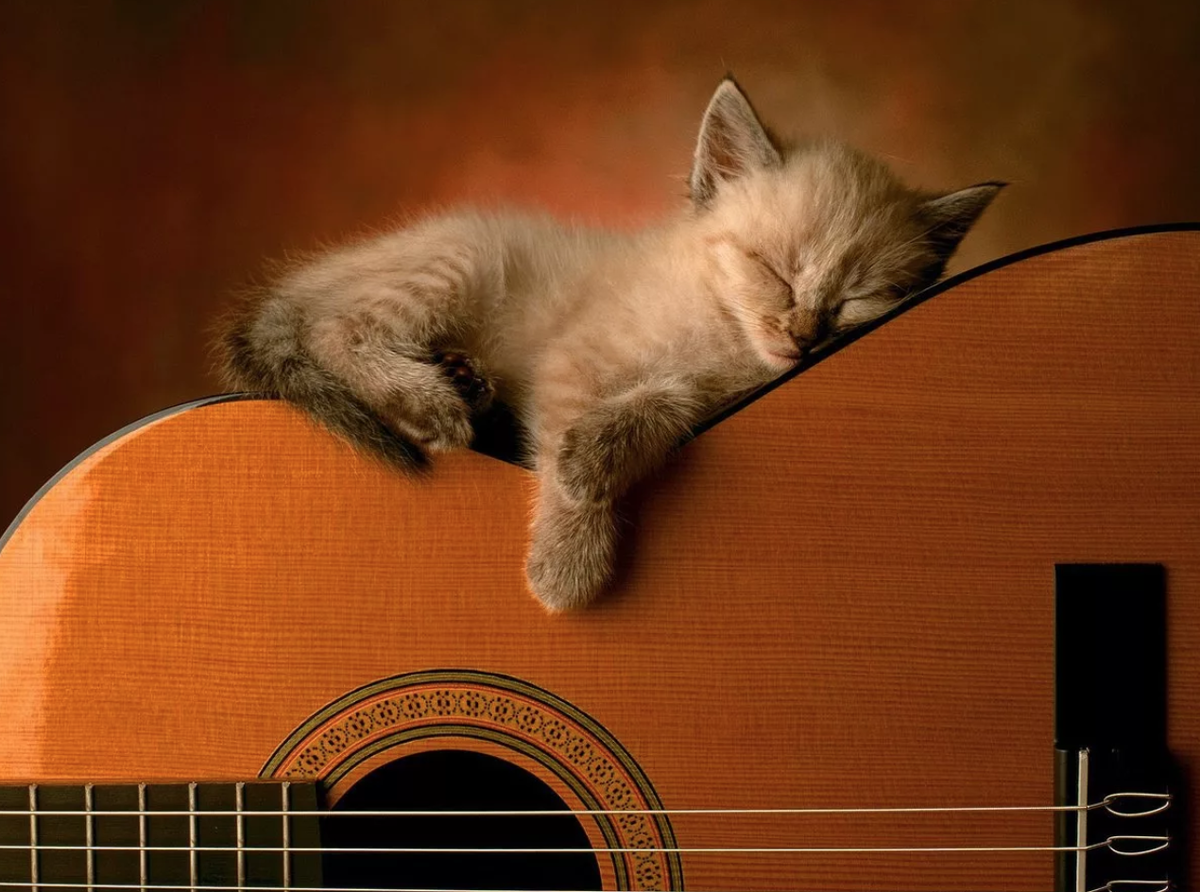 Как кошки воспринимают звук? В частности, почему кошка может совершенно  спокойно спать в комнате, где играет громкая музыка? | Animal Town | Дзен