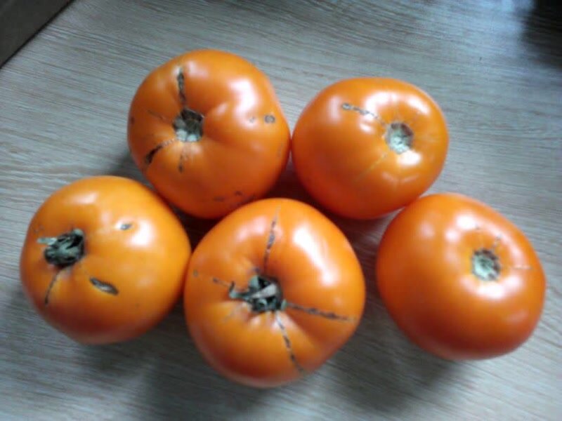 Помидор сорт хурма фото. Томат хурма сердцевидная. Помидор сорт хурма фото. Томат персимон хурма. Помидор сорт хурма фото.
