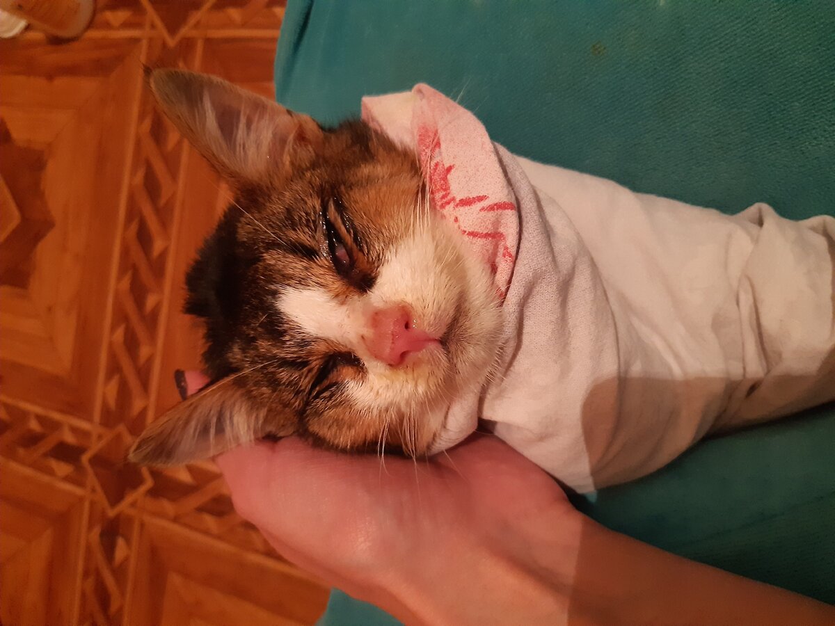 Пробовали кормить, но его тошнит (