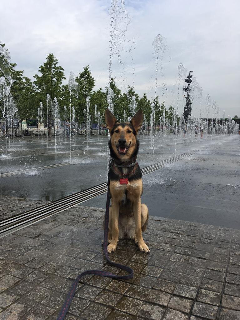 уже полтора года Саманта счастливая домашняя собака