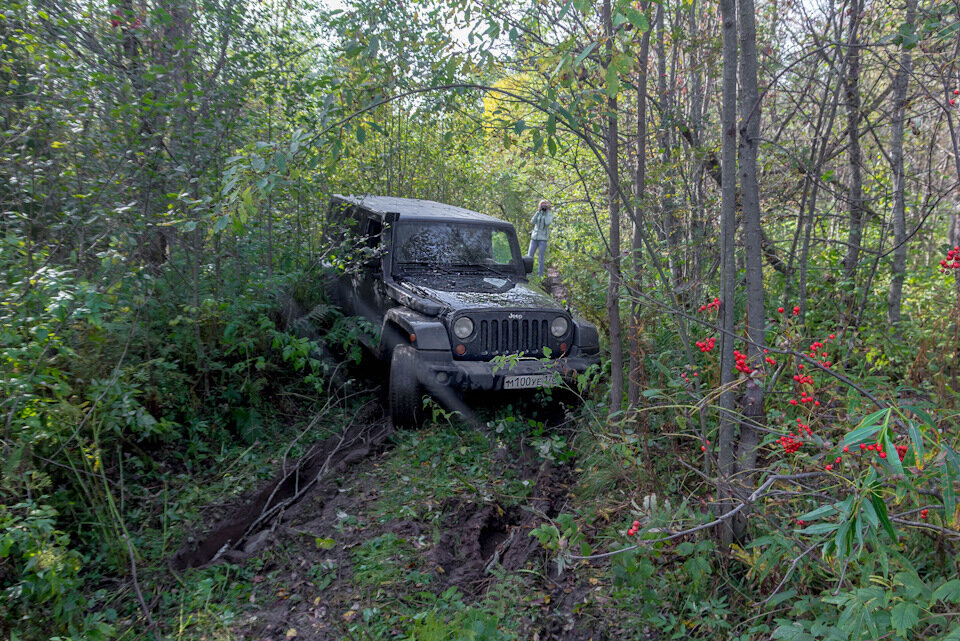 фото с Вепсского леса 2017