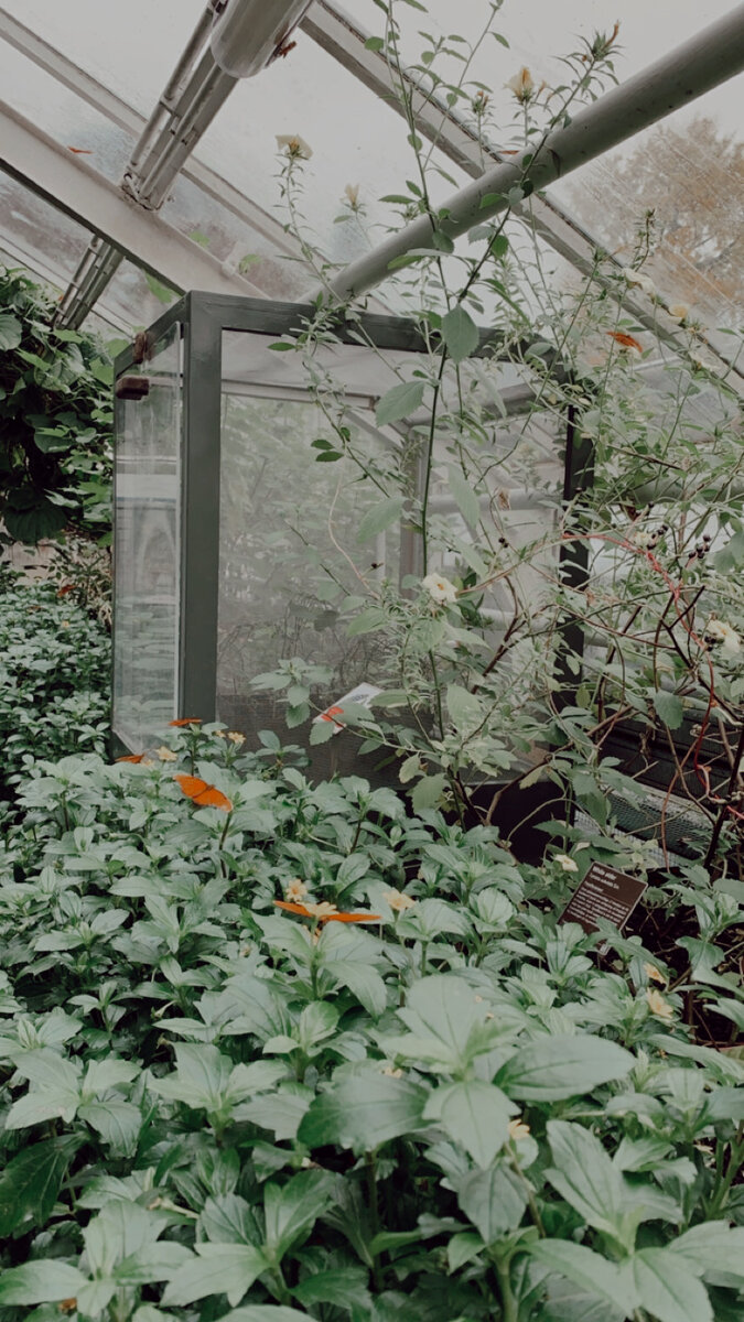 Бабочки в Ботаническом саду Амстердама