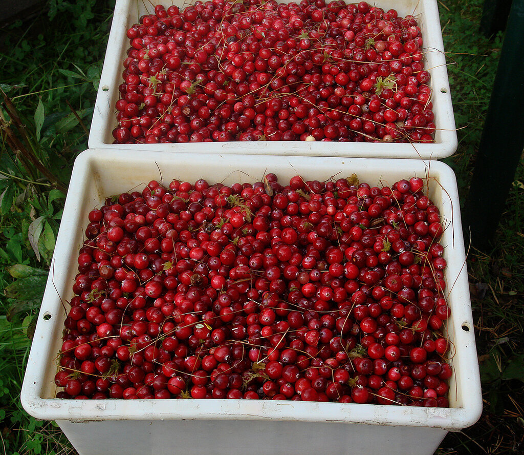 Клюква. Супер ягода по всем показателям. Просто кладезь полезностей.