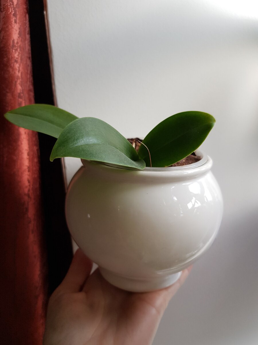 Орхидея в непрозрачном горшке