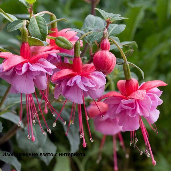 Изображение взято с интернета