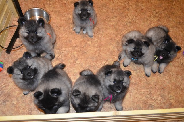 щенки кеесхонда