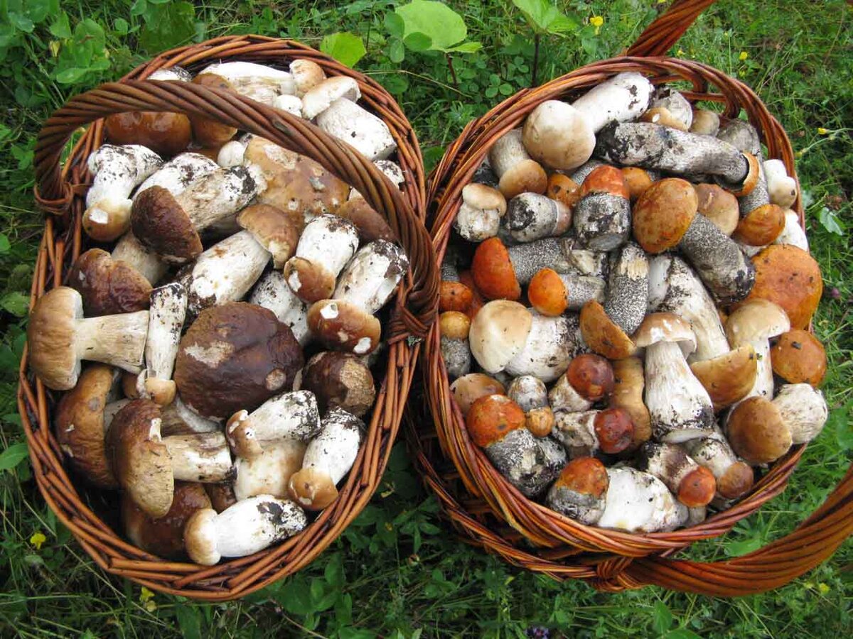 Осенние грибы Липецкой области