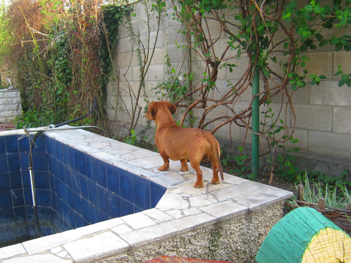 Высоты не боится (фото автора)