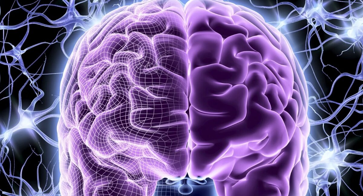 Мозг. Источник:https://sun3-13.userapi.com/c857436/v857436488/66ebf/0IAu4y8IgIo.jpg