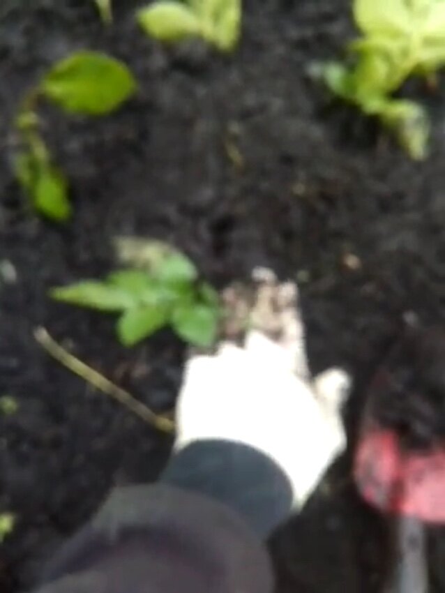 Посадка черенков