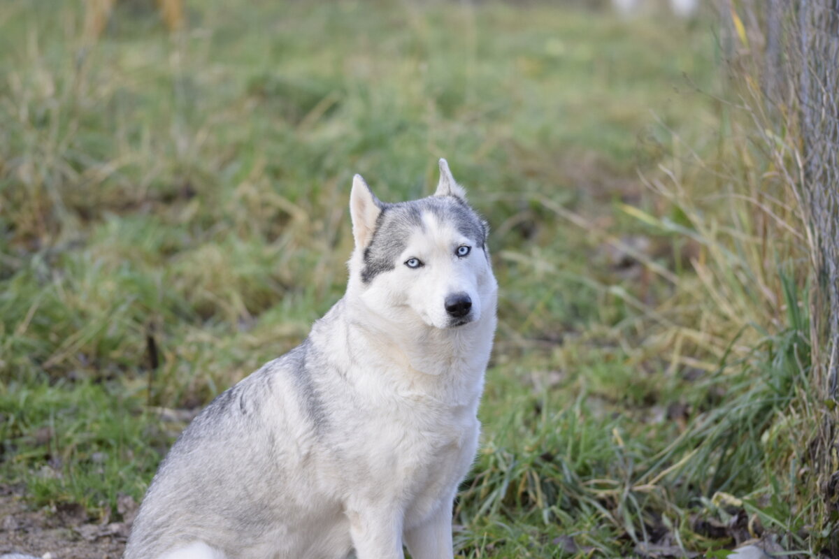 Твоё лицо когда, тебе говорят, что собака входящая в дверь первой доминирует 