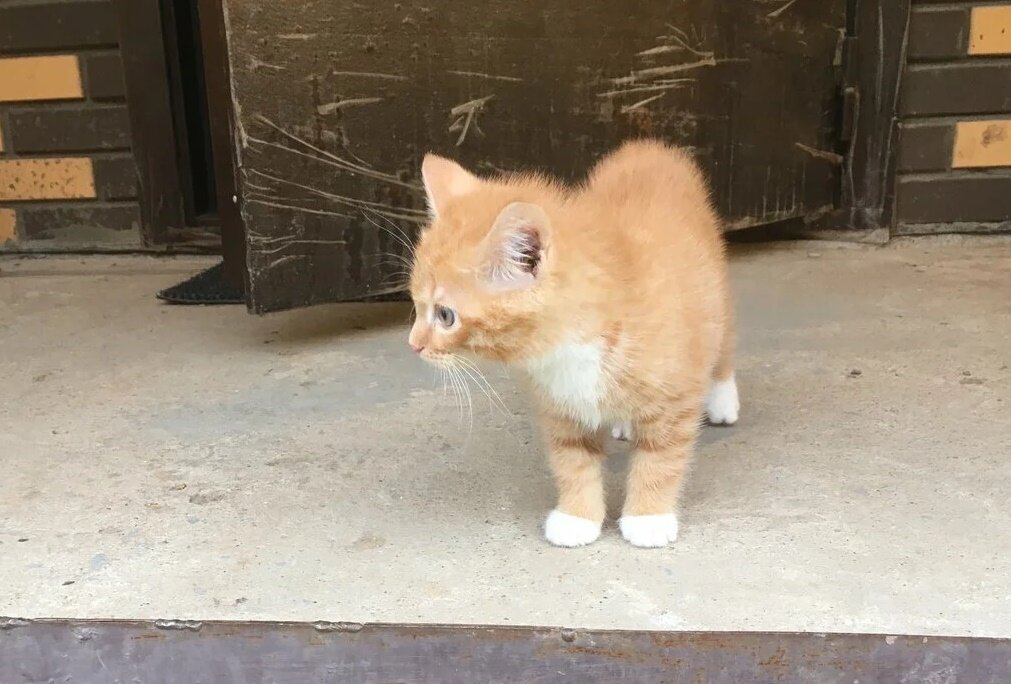 Неизвестный котёнок неопределённого роста и расцветки