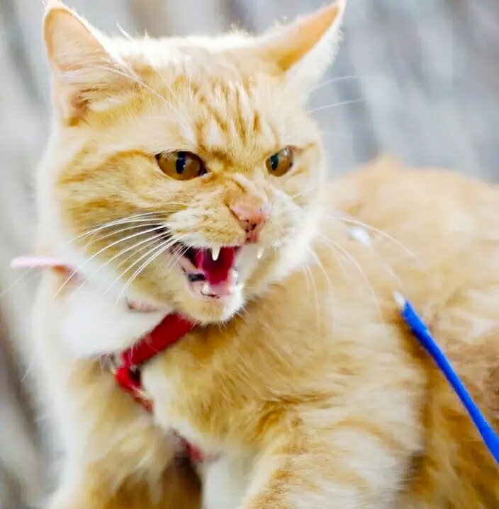 Нет страшнее зверя, чем разъярённая кошка