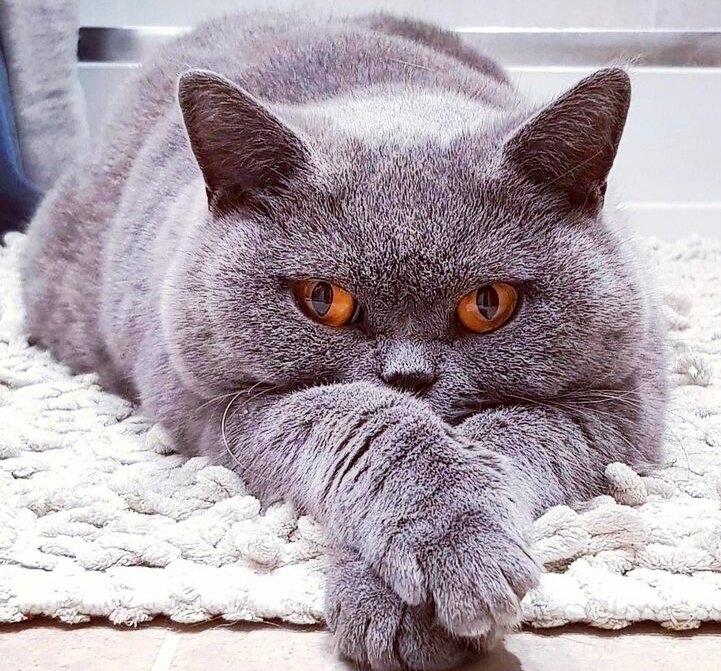 Британские котики склонны переедать