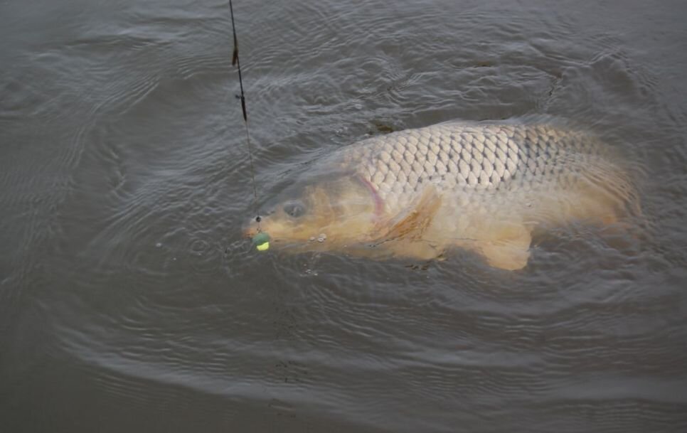 фото из интернета