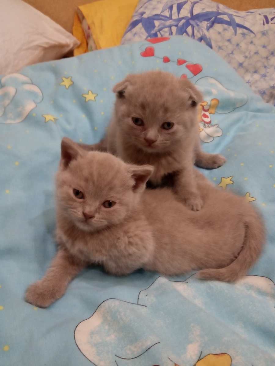 мои котята