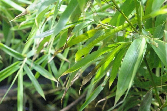 Найди змею.