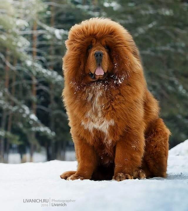 Тибетский мастиф. Самой дорогой породой собак в мире на сегодняшний день официально считается тибетский мастиф. Средняя стоимость щенка этой породы на рынке колеблется в диапазоне от 2,2 до 7 тыс. долларов. Вес одного животного может достигать 100 кг.