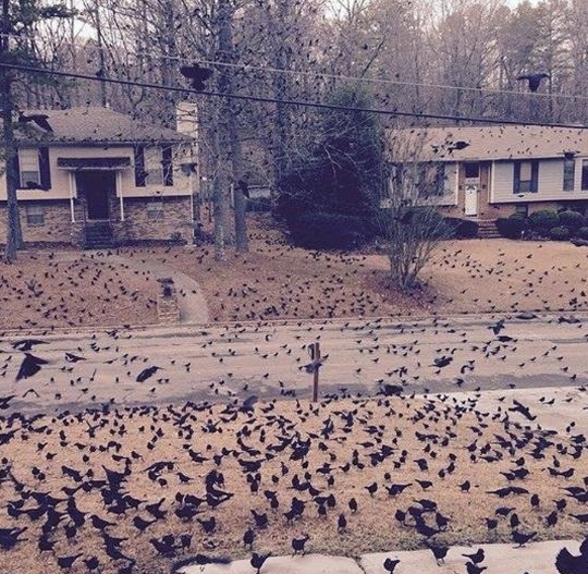 стая птиц - фото из открытых источников