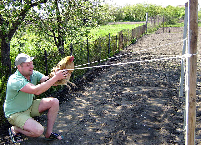 Запуск петуха