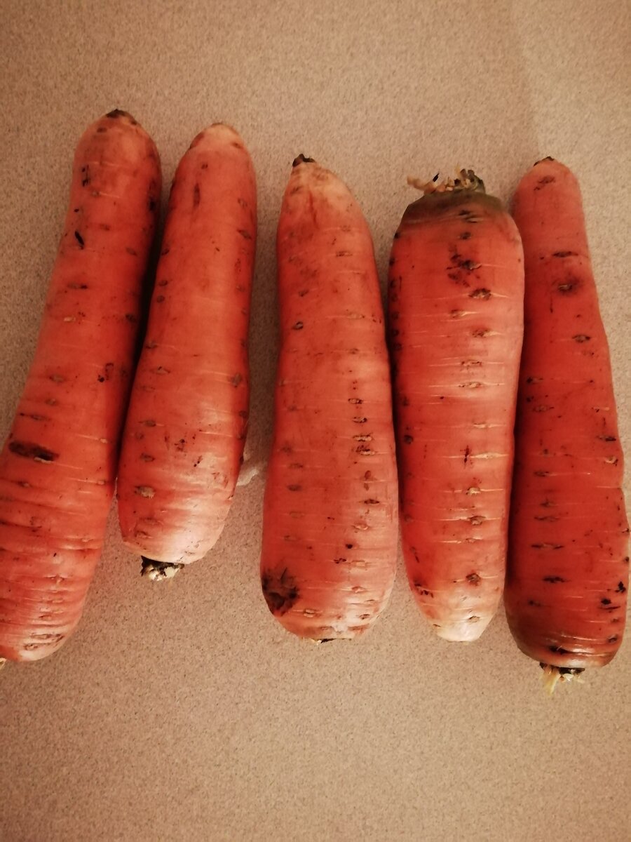морковь на белом фоне. морковь на рынке. морковь сорт русский размер. морковь немытая. морковь грязная.