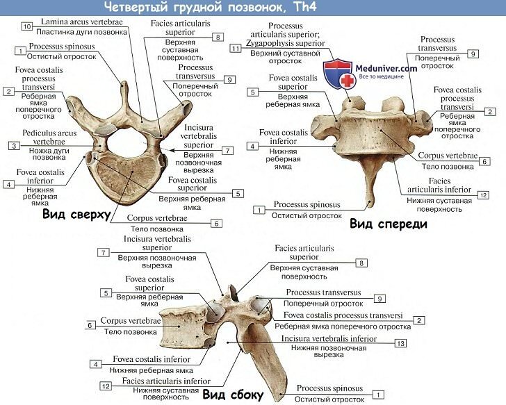 Просто для примера строение четвертого грудного позвонка) 