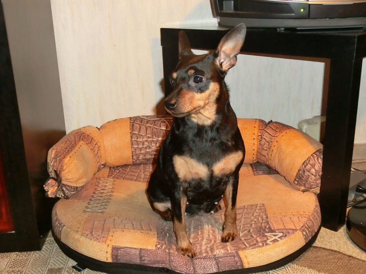 Собаки породы карликовый пинчер - обладатели активного и энергичного темперамента. Однако хозяева Бонечки так не считали