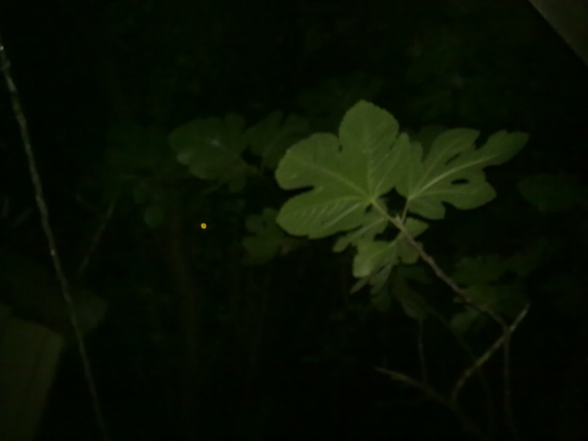 Таинственное привидение!