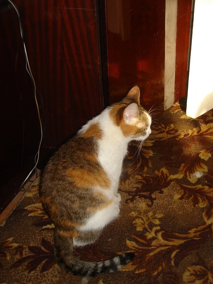 Сделать статью про кошек и не запостить котика - дурной тон! 