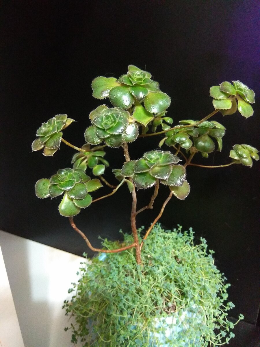 Aeonium mascaense из личной коллекции