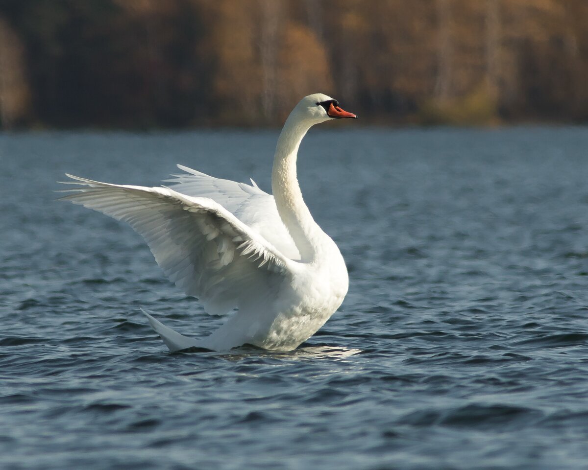 Белый лебедь. Фотограф: Дмитрий Суслов