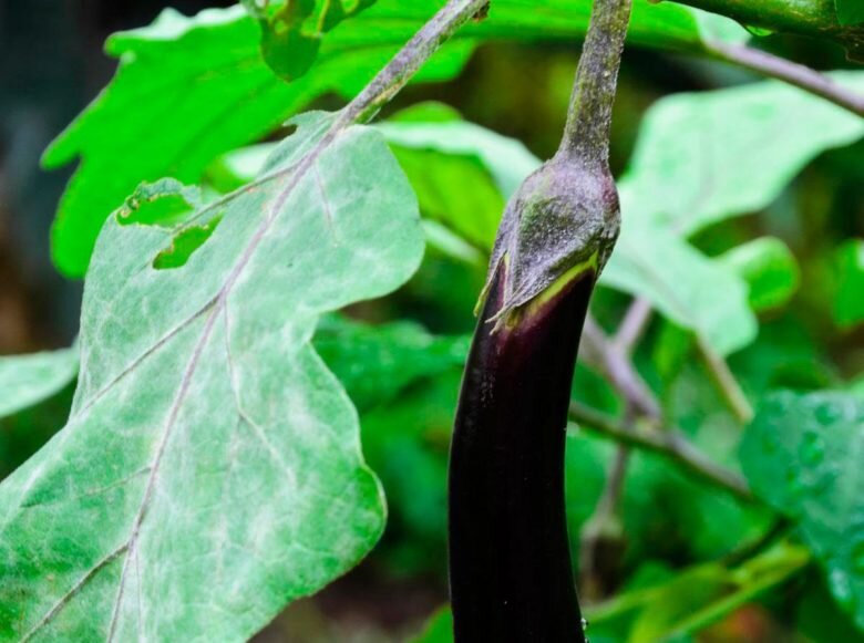 мучнистая роса на баклажанах